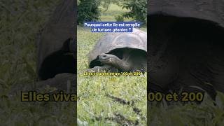 Les Tortues géantes des Galapagos wildlifegalapagos [upl. by Fernas]