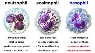 Types of Immune Cells Part 2 Myeloid and Lymphoid Lineages [upl. by Thedric]