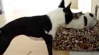 The Negotiation Boston Terrier vs French Bulldog [upl. by Kampmann]