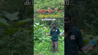 പുള്ളിപ്പുലി വേട്ടയാടി കഴിഞ്ഞാൽ  Parambikkulam Tiger Reserve  Forest Trekking shorts [upl. by Kerman]