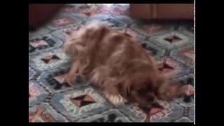 Penny the cavalier having an Episodic Falling seizure  short video [upl. by Pinzler441]