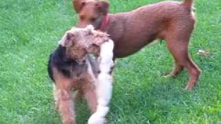 Irish terrier amp Welsh terrier  Keep Away [upl. by Zennas]