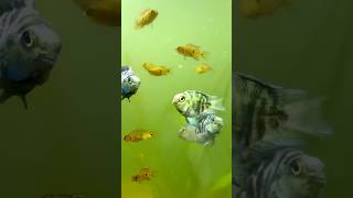 Polar Parrot and Jewel Cichlids Frys growth❤️🔥fish cichlid jewelcichlids shorts fishbreeding [upl. by Nailimixam]