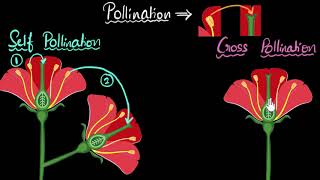 Pollination self amp cross  How do organisms reproduce  Biology  Khan Academy [upl. by Trebo]