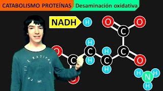 Catabolismo Proteínas Desaminación y Transaminación [upl. by Thane414]