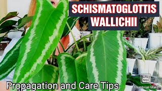 Schismatoglottis Wallichii Plant Propagation and Care TipsGee Channel [upl. by Airdnas]