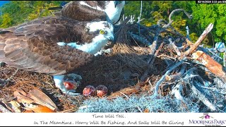 Moorings Park Osprey 14 02 2024 3  Harry z 🐟 Sally bierze [upl. by Aluap]