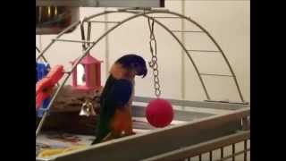 Birdie caique playing with the Babble Ball [upl. by Chet]