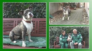 Hundevermittlung  FebruarMärz 2019 Tierheim Hannover TV [upl. by Nollat]