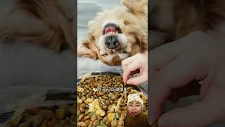 Doggy NGEPRANKFunnyGoldenDogs funny shorts [upl. by Guevara922]