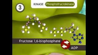 Glycolysis The Reactions [upl. by Dom]