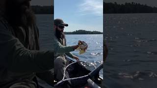 Pike 7 of 8 on the day Perch crankbait did the trick pikefishing fishingvideo fishing fish [upl. by Hallagan]