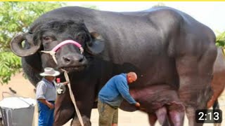 Indian Highly Milking Biggest Udder Jafarabadi Buffalo Bread  Jafarabadi Buffalo Farming in India [upl. by Navanod]