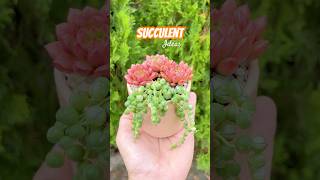 Succulent DIY Ideas  Ý tưởng trang trí sen đá 多肉植物 다육이들 suculentas [upl. by Akim724]