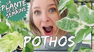 🌿 Le Pothos epipremnum  conseils dentretien arrosage luminosité laplantedelasemaine​​ [upl. by Bensky96]