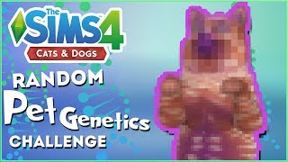 Adding Some Rainbow Catous 🎲 Random Pet Genetics Challenge  Experiment 4 [upl. by Mehsah]