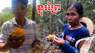 ផ្លែខ្នុរព្រៃសម្បូរណាស់ឆ្នាំនេះ Artocarpus rigidus BlumeMORACEAE [upl. by Phipps]