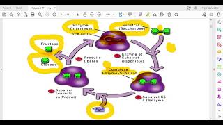 TP Enzymologie Partie théorique de létude cinétique enzymatique [upl. by Rosenwald]
