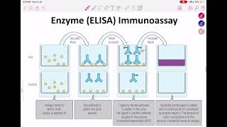 Immunology L4 C1 AntigenAntibody interaction [upl. by Atinwahs]