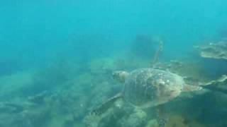 Snorkeling off the beach at Rincon Puerto Rico [upl. by Connel]