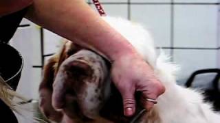 Williana Clumber Spaniel Club grooming DVD [upl. by Audley152]