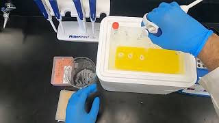 Polyacrylamide Gel Electrophoresis PAGE and Western Blotting [upl. by Gary]