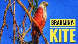 Weird bird sound  Brahminy kite call voice  Haliastur indus voice Garuda vahana Pakshi India [upl. by Cesya]