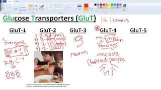 Sugar Transporters GLUTs and SGLTs [upl. by Aicul]