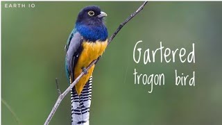 Beautiful yellow ❤️Gartered trogon bird 🥰😍 earthiobirds birds earthio [upl. by Jacky]