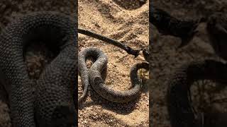 Desert Horned Viperyoutubeshorts viral viralshorts funny snake subscribe dangerous [upl. by Yerffoej255]