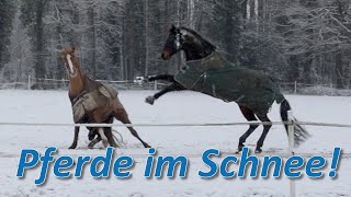 Pferde im Schnee  Falco amp Bourbon dürfen mit raus Ganze Paraden Training für Bourbon [upl. by Nafis]