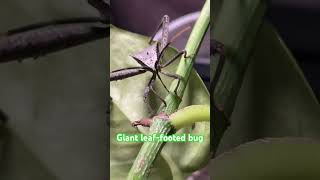 Meet the giant leaf footed bug This bug is a true bug true bugs have needlelike ￼ mouth parts [upl. by Emeric]