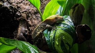 NaturalisticBioactive Crested Gecko Vivarium Build Housing Henry [upl. by Waller839]