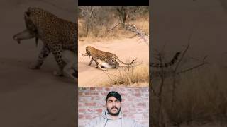 animals wildlife leopard deerhunting [upl. by Annoel]