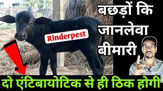 How to treat quotRINDERPESTquot in calf  बछड़ों में पोंकनी रोग का इलाज  Rinderpest disease in animals [upl. by Egroeg]