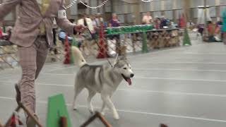 20241016 SHCA PreNational 1 Best Of Breed Final＊＊＊＊＊ [upl. by Hamid853]