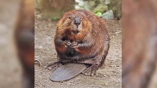 Fun facts about beavers and their castor sacs [upl. by Adel]