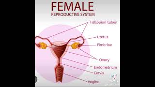 Causes of blocked fallopian tubeswomenhealth conception [upl. by Marcia]