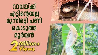 Hostile Cobra traps Man  Vava Suresh  Snake Master  Kaumudy TV [upl. by Noevart]