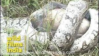 Python eating langur monkey [upl. by Orren931]