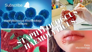 staphylococcus microbiology lecture staphylococcus haemolyticus Easy Microbiology [upl. by Macrae]