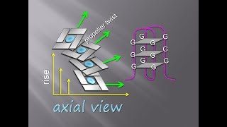 DNA Quadruplex  Milestone in Structural Biology  A Concise Compilation of Basic Info [upl. by Cristin76]