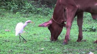 Cattle Egrets with Cattles [upl. by Ardnaskela832]