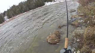 Fly fishing steelhead in Saugeen River 20230111 [upl. by Ahseyt]