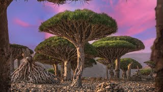 Socotra island A hidden paradise [upl. by Jessabell]