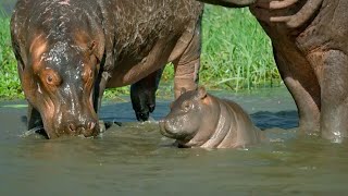 Mother Hippo Fights to Protect Her Calf  Natural World  BBC Earth [upl. by Aiuoqes]