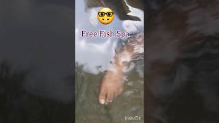 Free fish spa at 😎water fall ytshort shortsfeed natyrelover explore nature naturephotography [upl. by Rann]