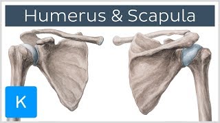 Humerus and Scapula Anatomy Definition Ligaments amp Bones  Kenhub [upl. by Goddard504]