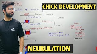 Neurulation  Development of chick  Chick development neurulation  Neurulation chick development [upl. by Ahsiym]