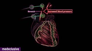 Baroreceptor amp Chemoreceptor reflex Regulation of Blood Pressure [upl. by Atsugua]